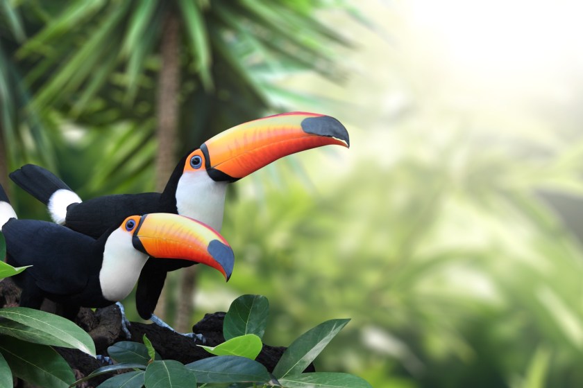 toucans are social