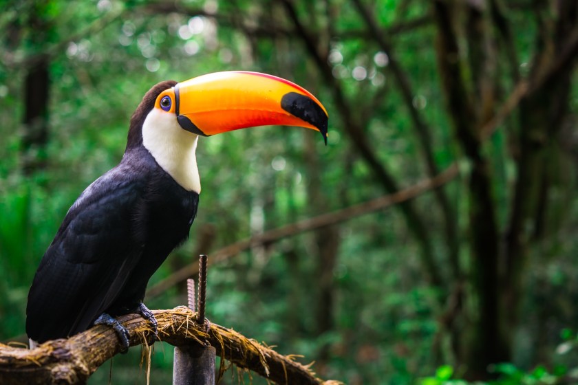 toucans got their name from the sounds they make