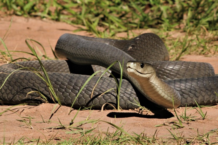 venomous snake black mamba