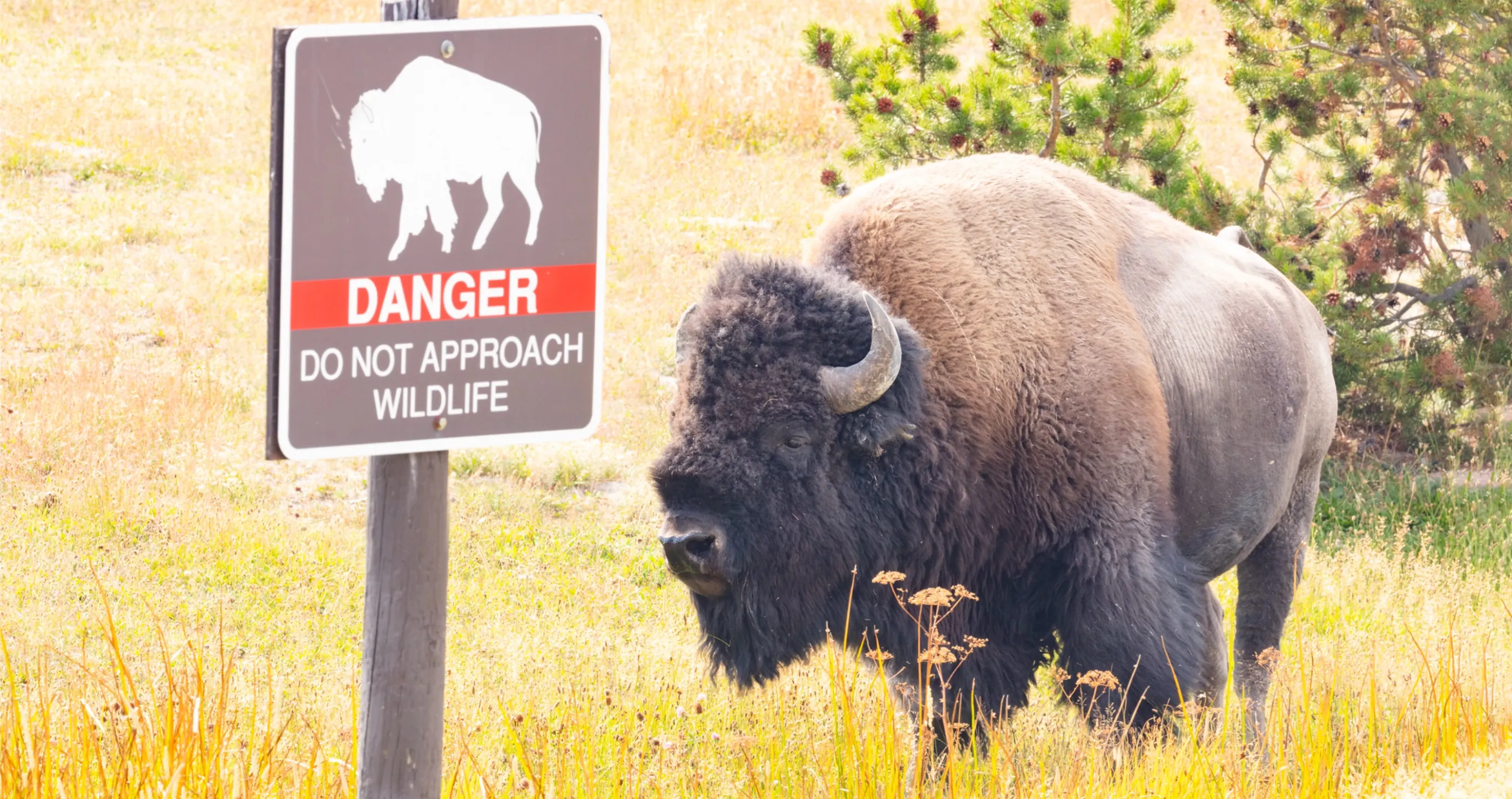 violent encounter between man and bison at Yellowstone