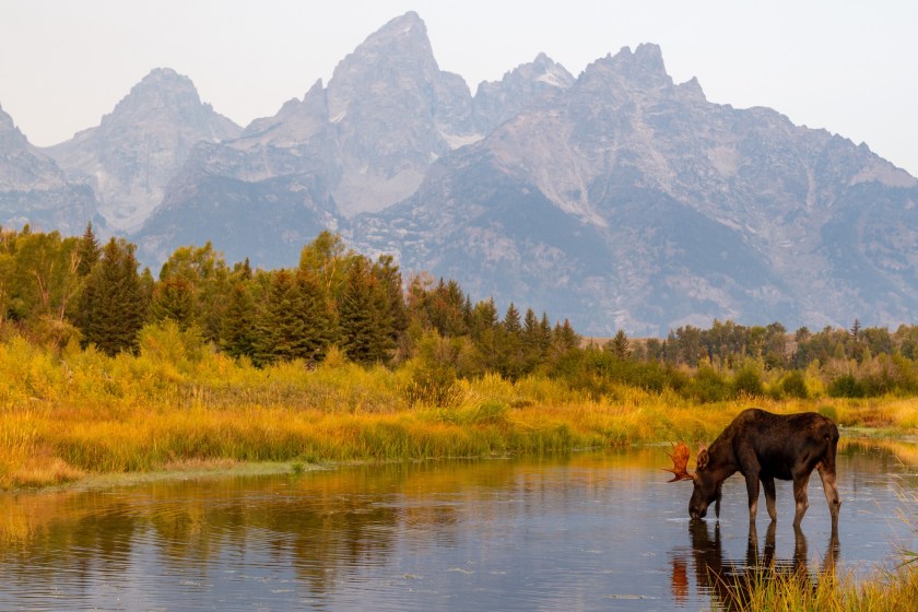 wildlife in Wyoming
