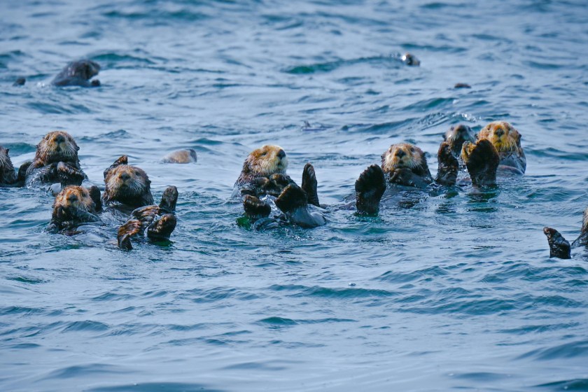 10 Incredible Facts About Sea Otters That Will Make You Love Them Even More
