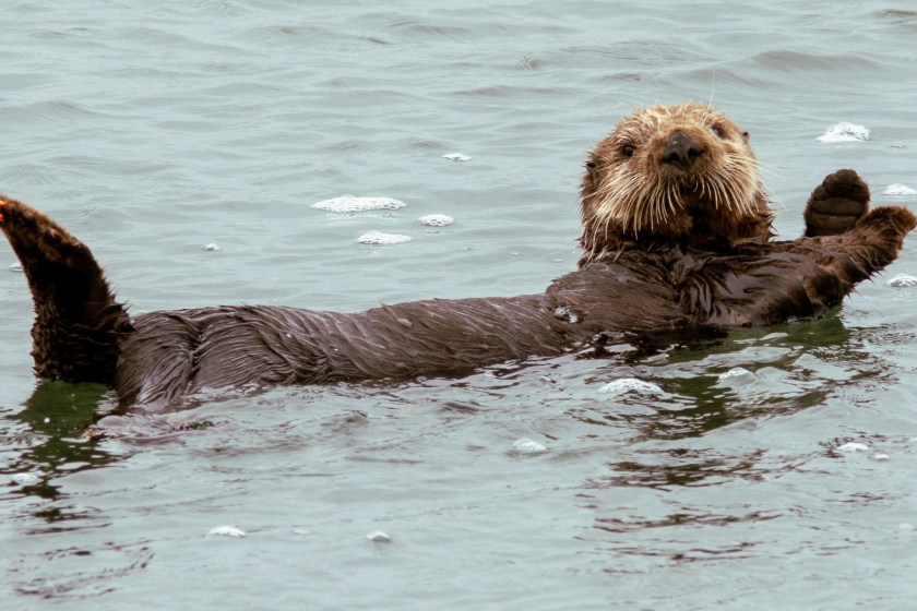 10 Incredible Facts About Sea Otters That Will Make You Love Them Even More