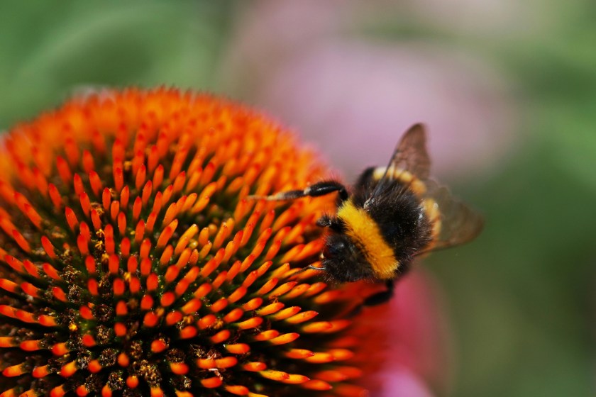 10 Ways You Can Help Support Honey Bees From Your Own Home