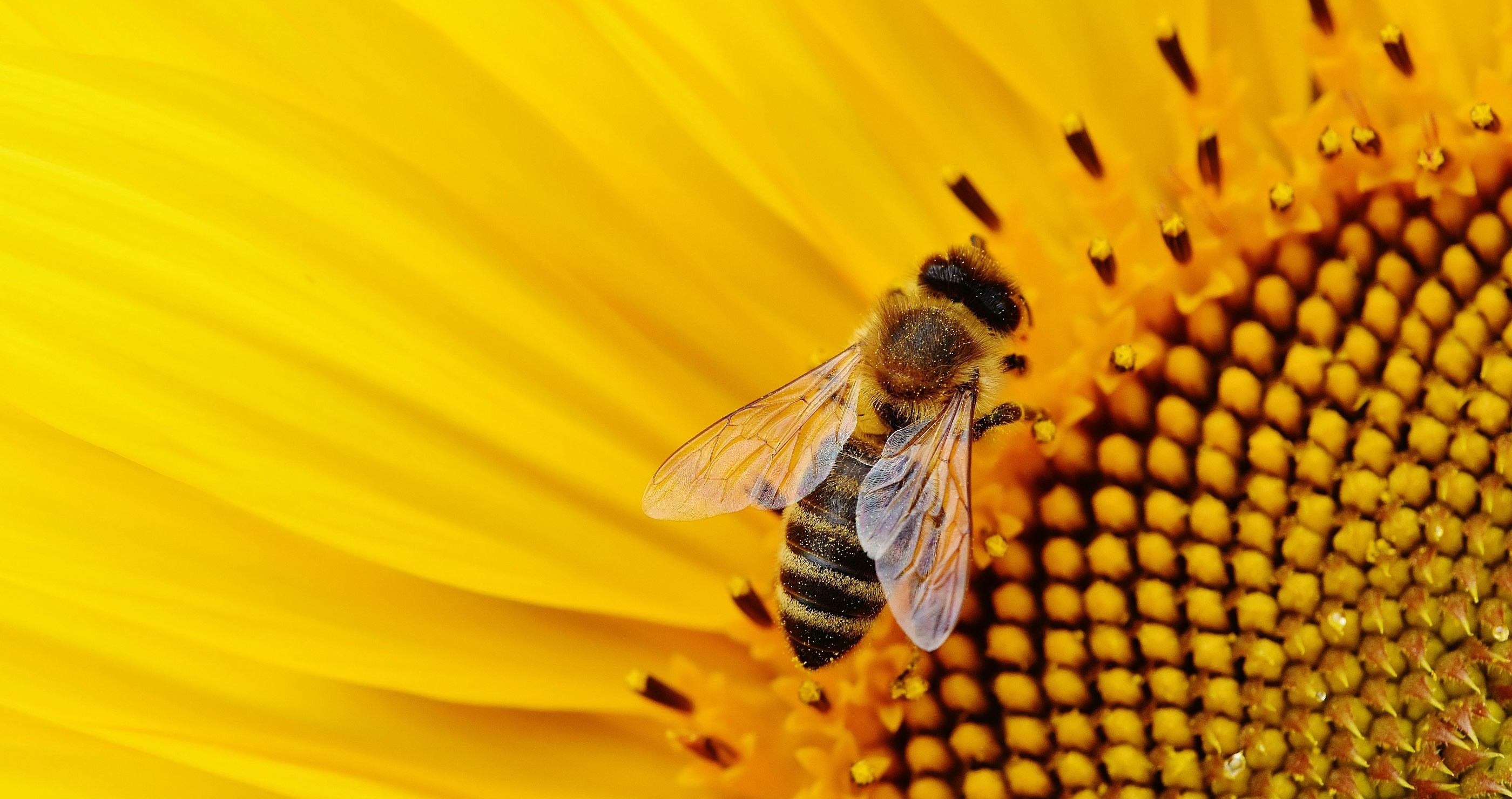 10 Ways You Can Help Support Honeybees From Your Own Home