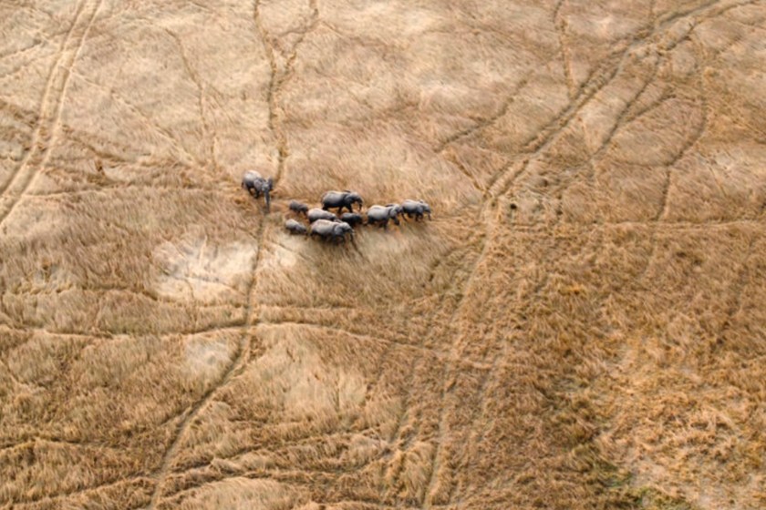 15 Of My Favorite Shots From This Year's International Aerial Photographer of the Year Competition elephants