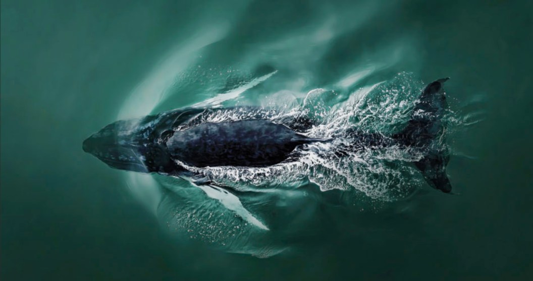 whale diving into the ocean
