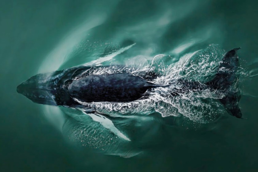 whale diving into the ocean