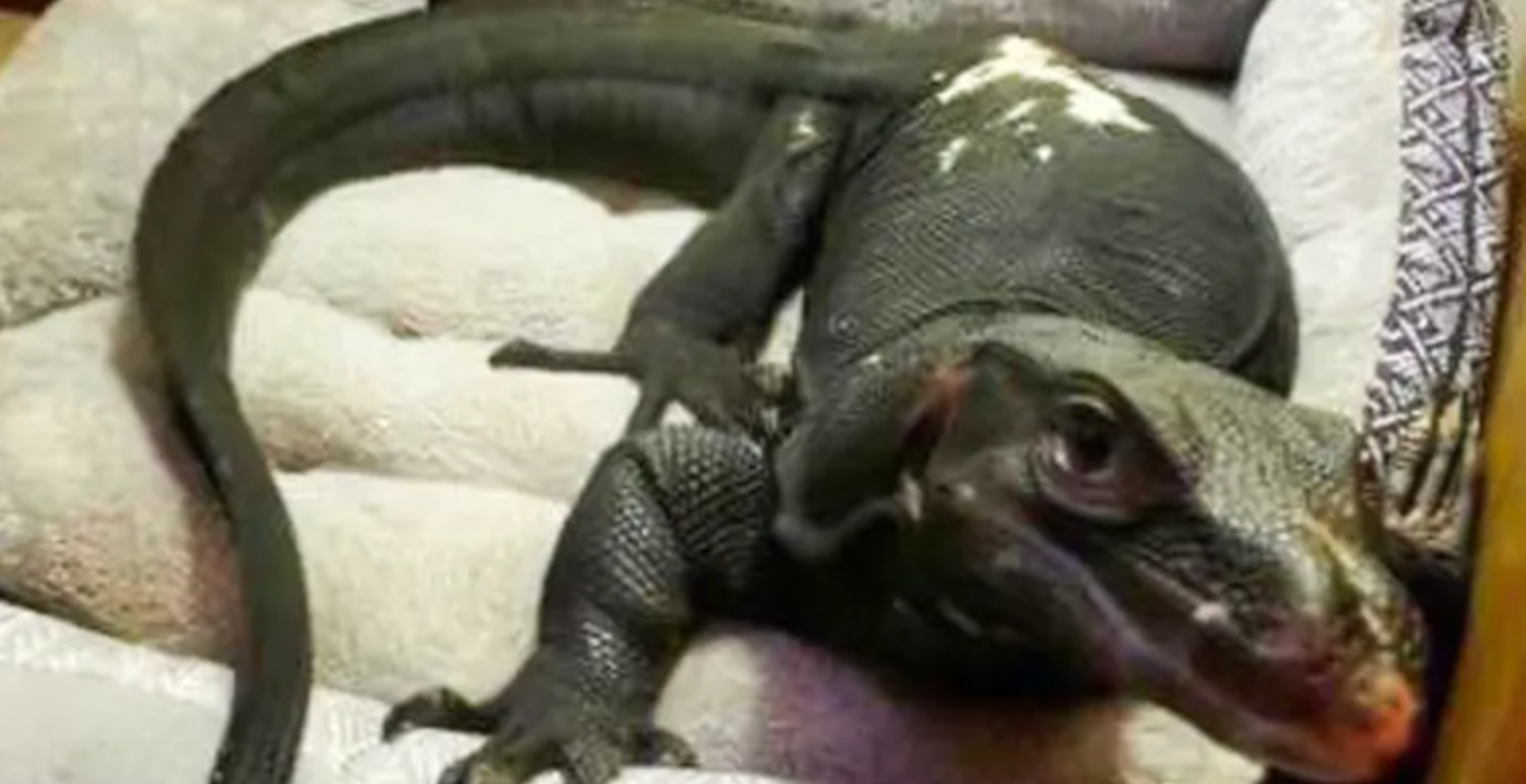 Carnivorous Lizard Escapes From Owner, Goes On The Run In New England