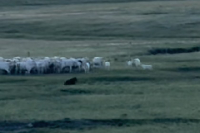 Herd Of Giant Cows Team Up To Fend Off Grizzly Bear