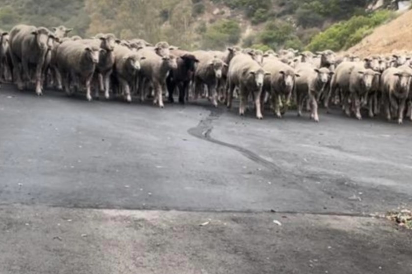 More Than 300 Sheep Storm A California Street