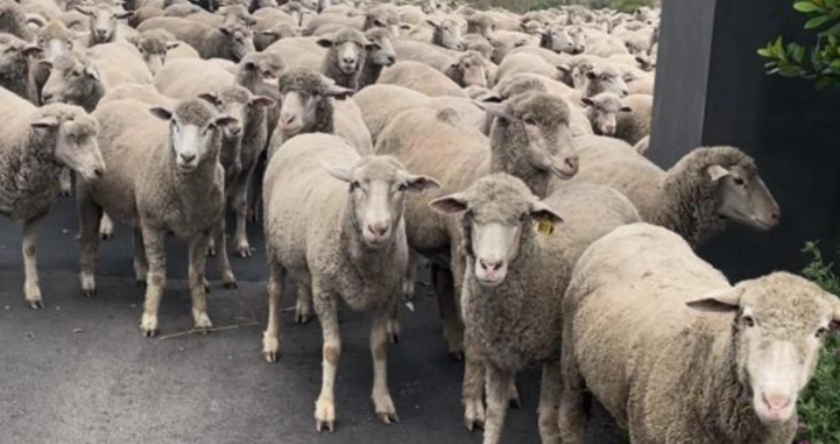 More Than 300 Sheep Storm A California Street