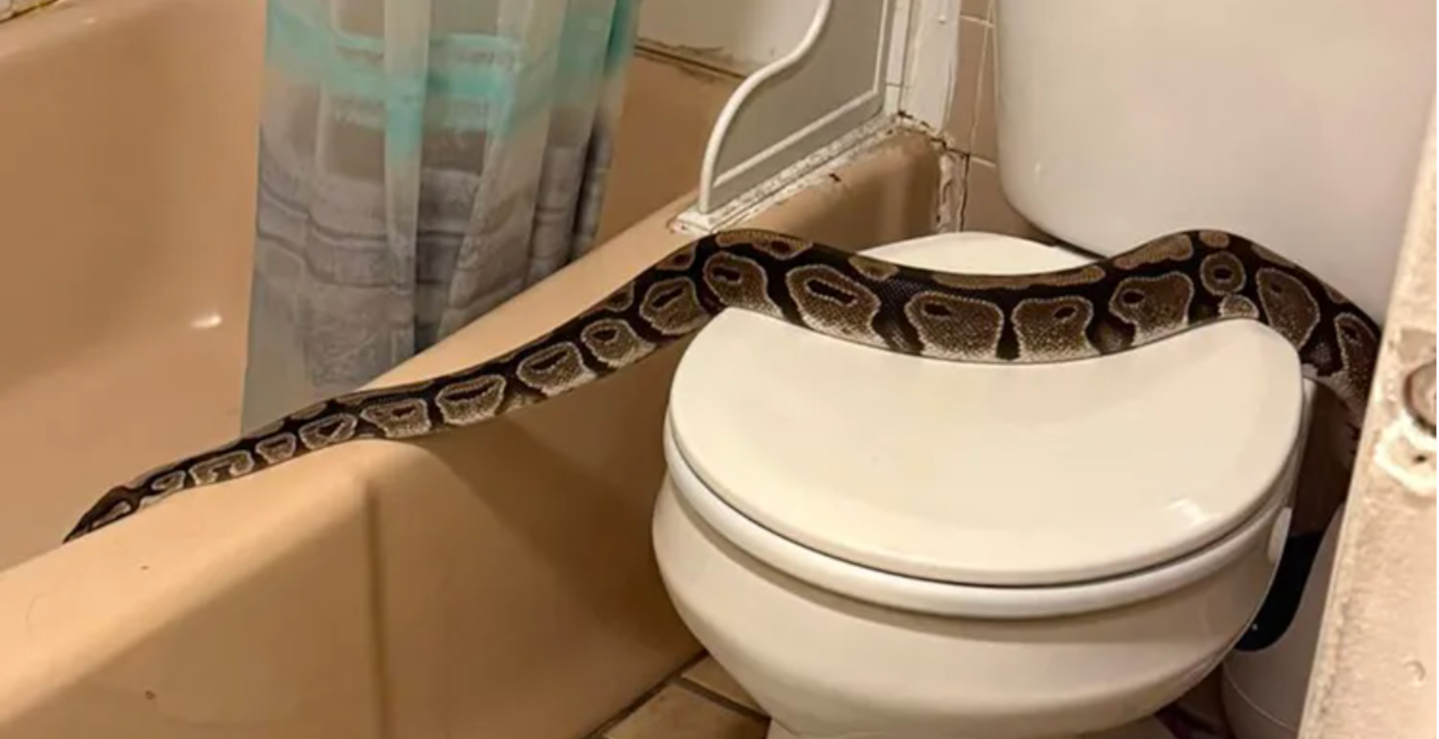 New Hampshire Resident Surprised To Find Giant Python Slithering Around Their Bathroom