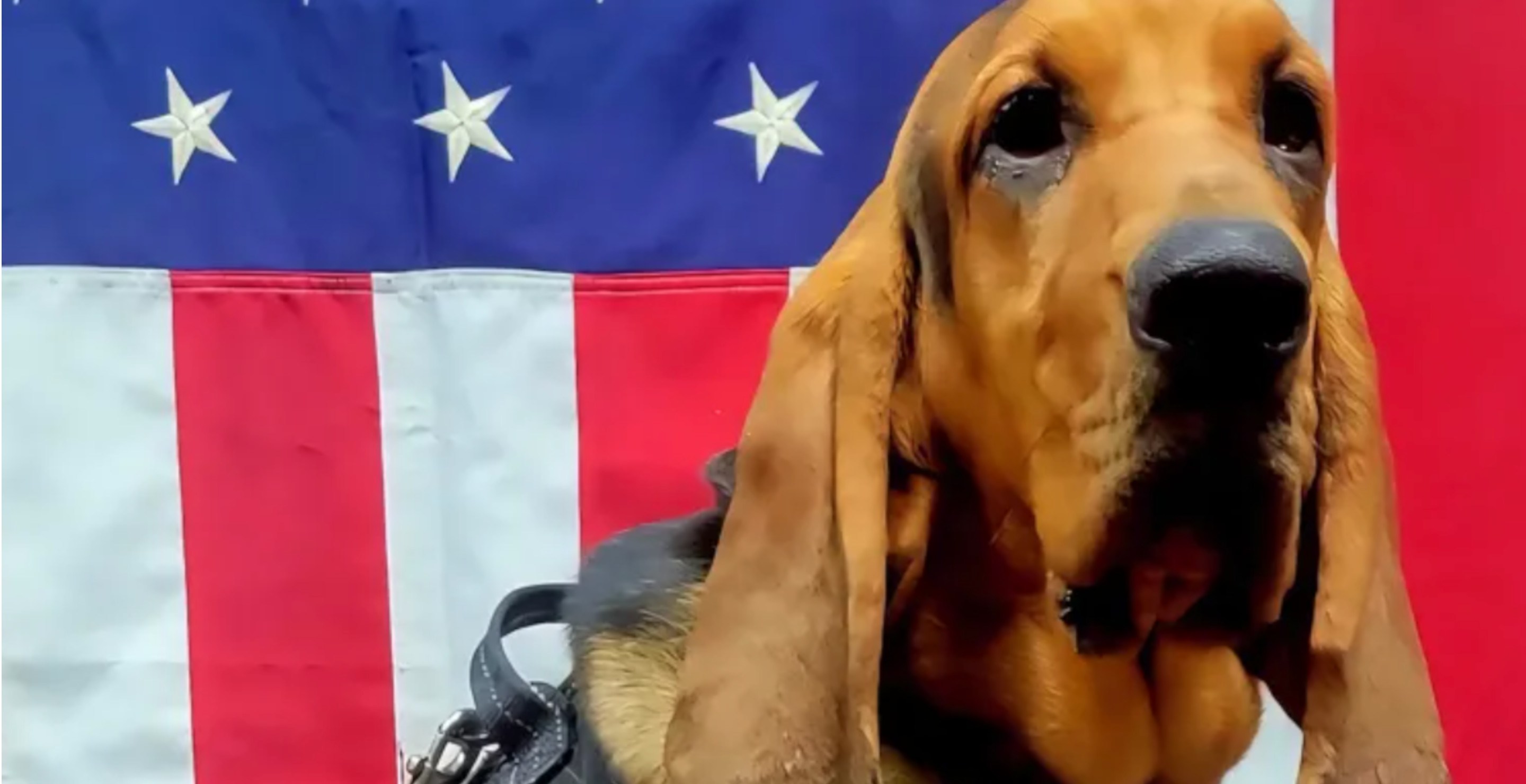 Police Dog Dies After Being Left In A Hot Patrol Car - Wide Open Spaces