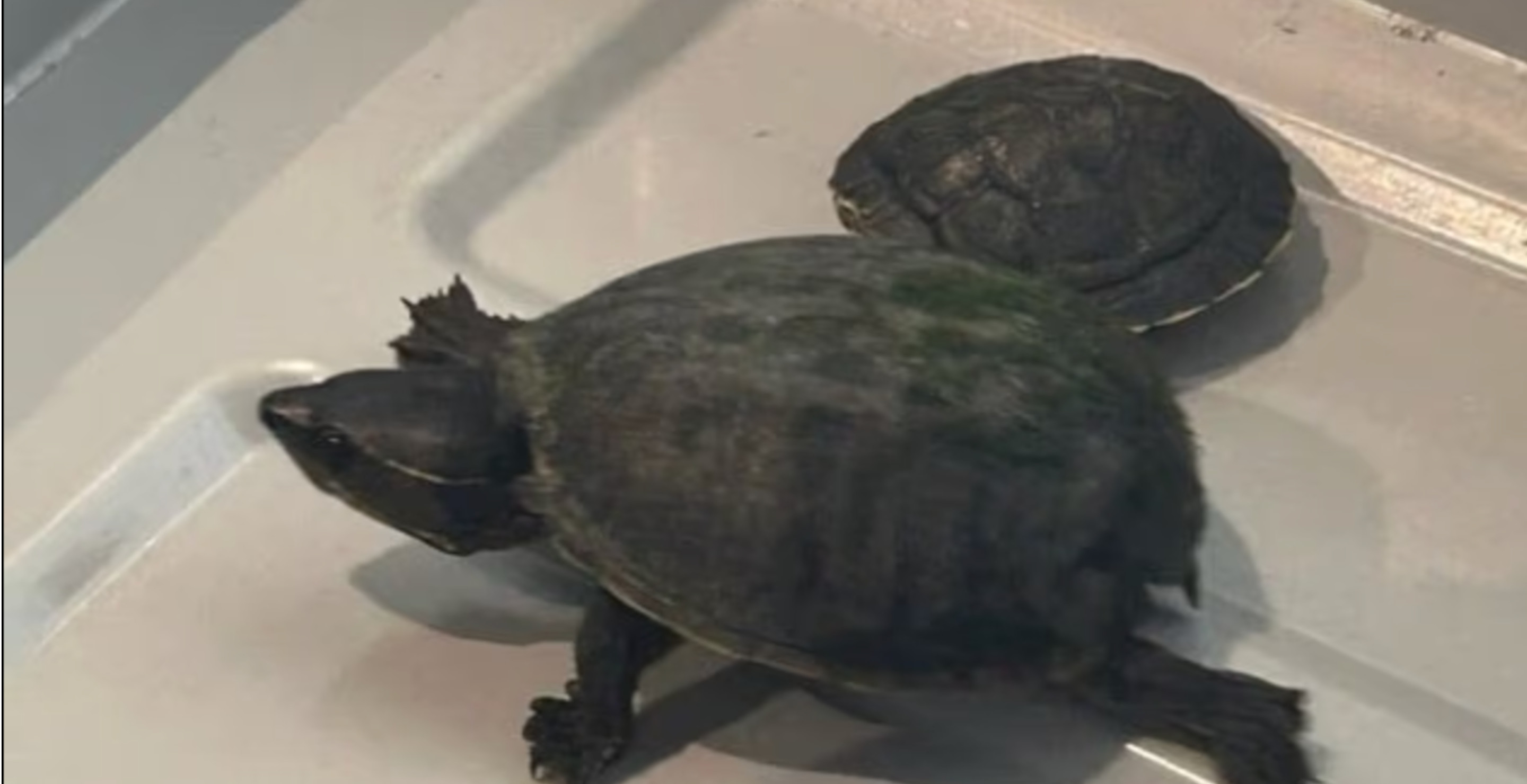 Turtle Dies After Woman Attempts To Smuggle Them Through Airport In Her Bra