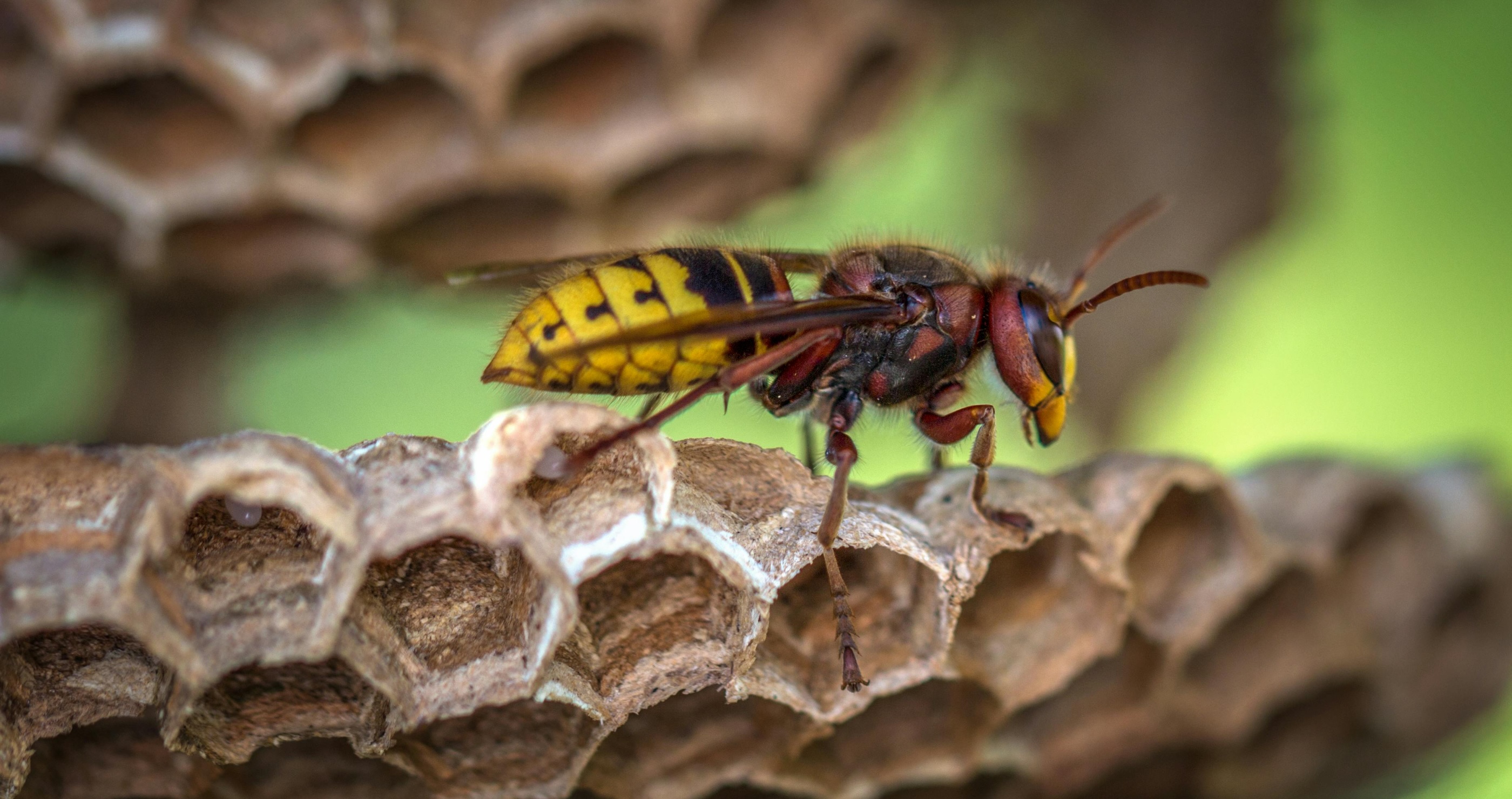 U.S. Department Of Energy Gives Update On Radioactive Wasp Nest