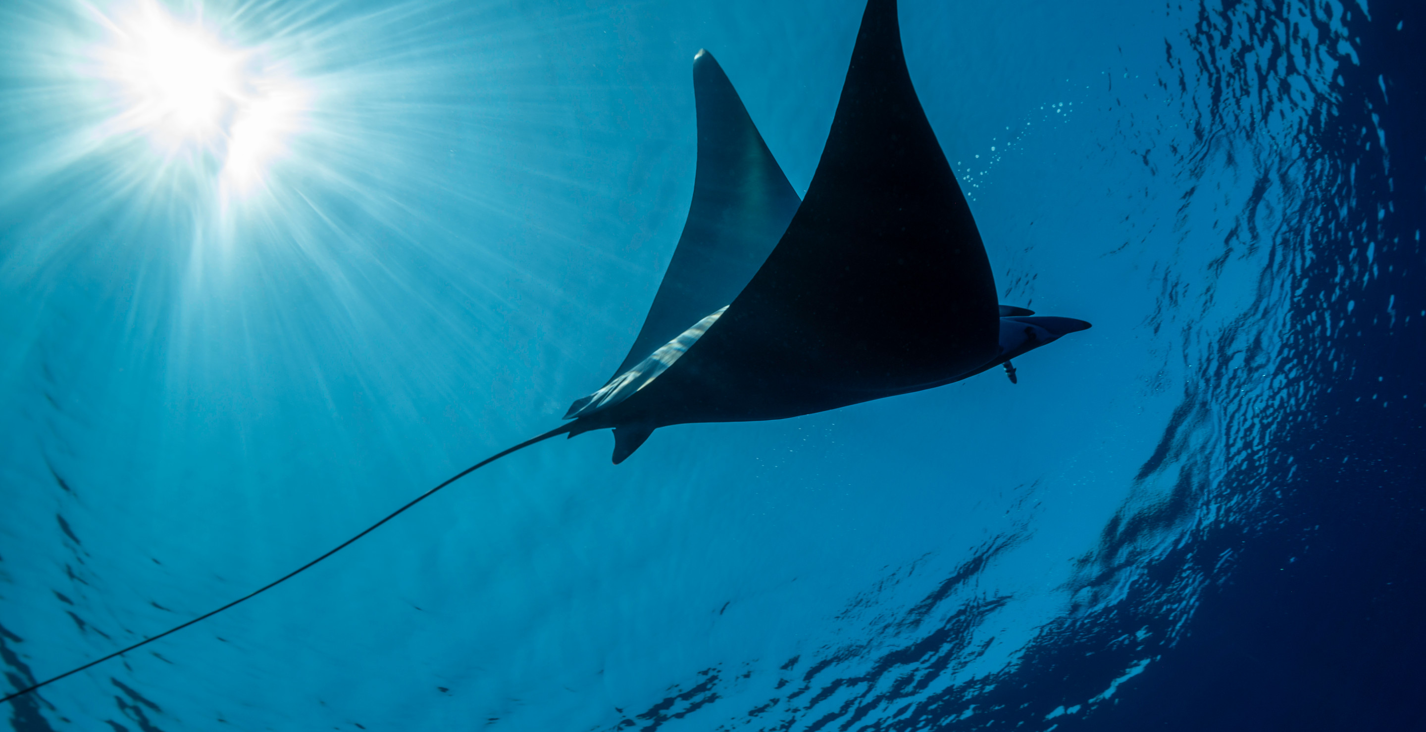 Video Of Giant Endangered Manta Ray Being Roughly Captured For Water Park Draws Controversy
