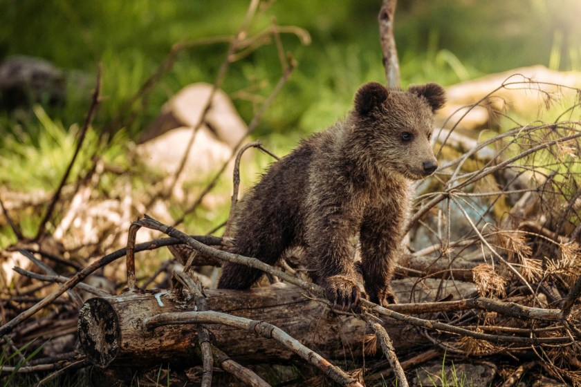 Wildlife Center Rescues Orphaned Bear Cubs