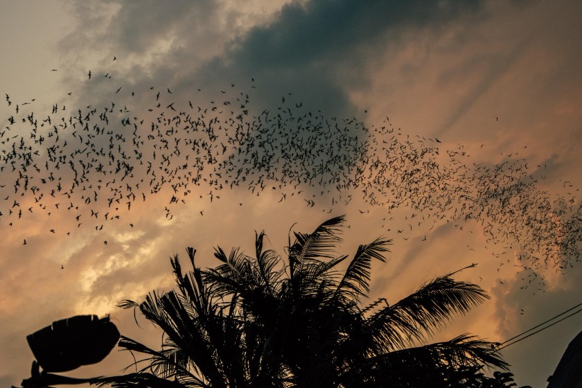 bat facts did you know Texas has one of the largest populations of bats