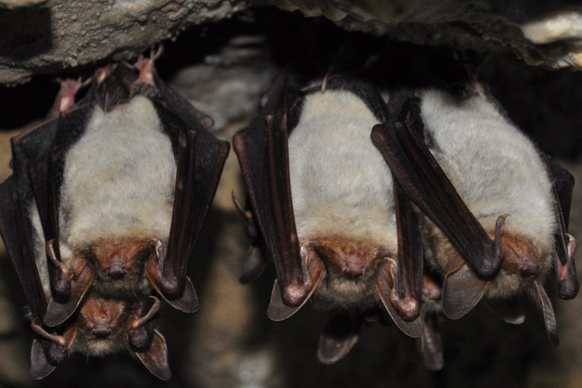 bat facts