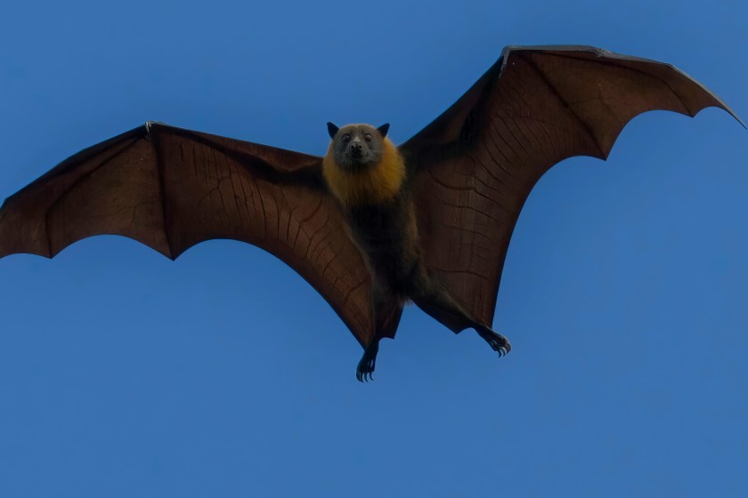 bat flying through the air