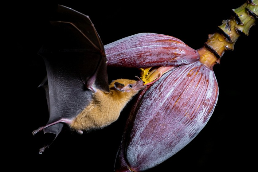 bat pollinating a plant