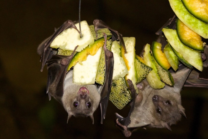 bats are great pollinators