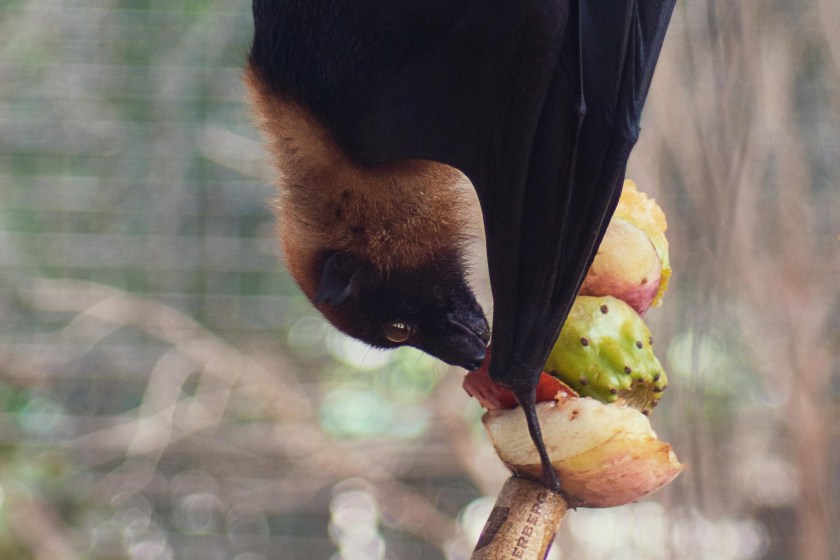 bats eat a lot