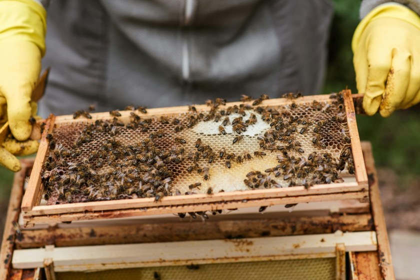 bee keeper