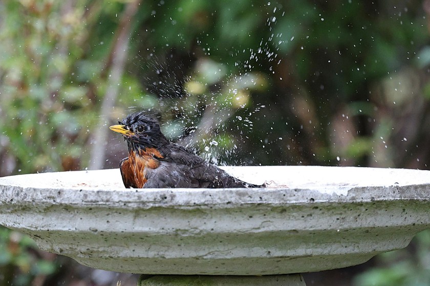 bird bath