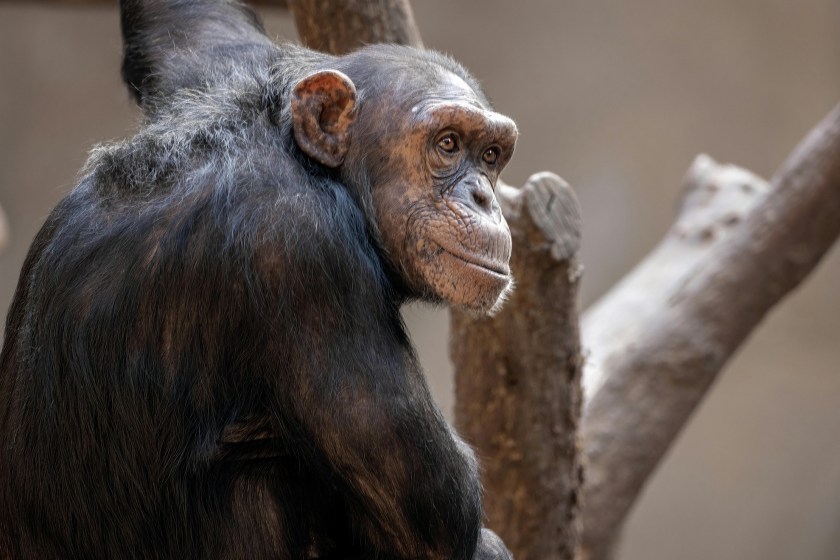 chimps are incredibly smart