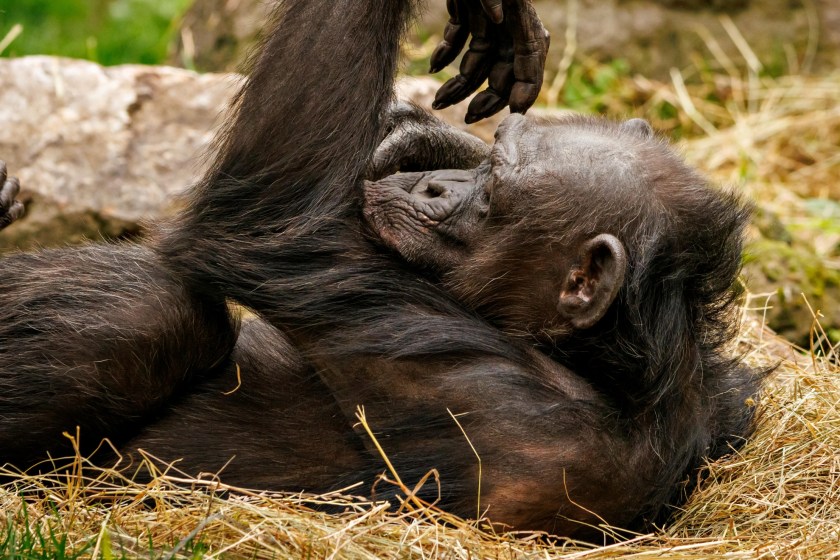 chimps make new nests each night