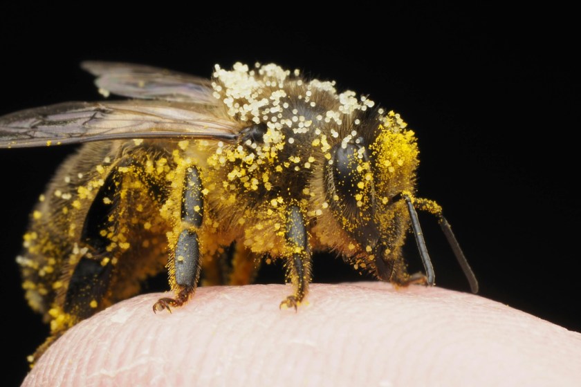 close up of a bee