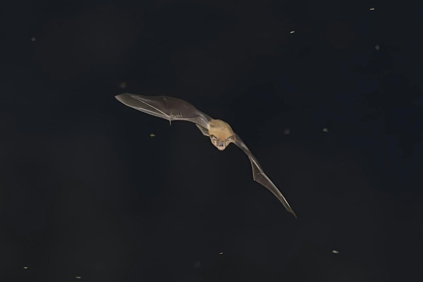 cool bat facts bats use echolocation