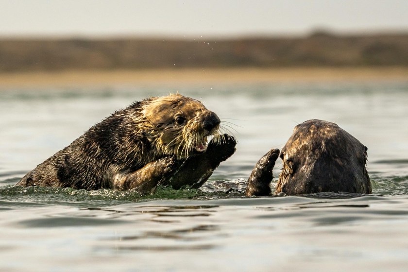 cute but not cuddly sea otters can be vicious