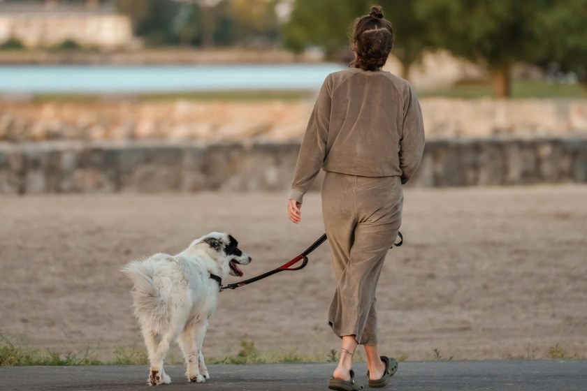 dogs save owners' lives