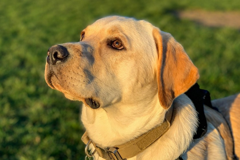 dogs save owners' lives yellow lab