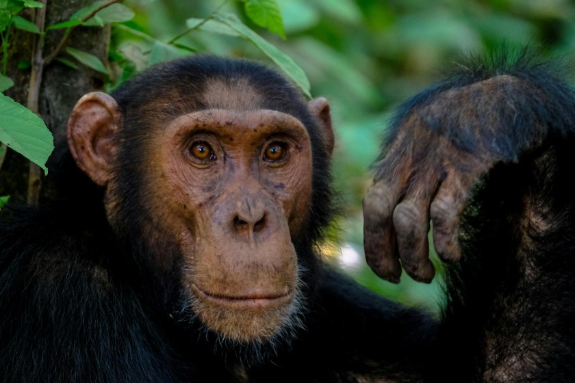 facts about chimpanzees
