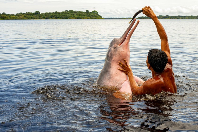 freshwater dolphin