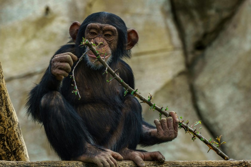 fun facts about chimpanzees
