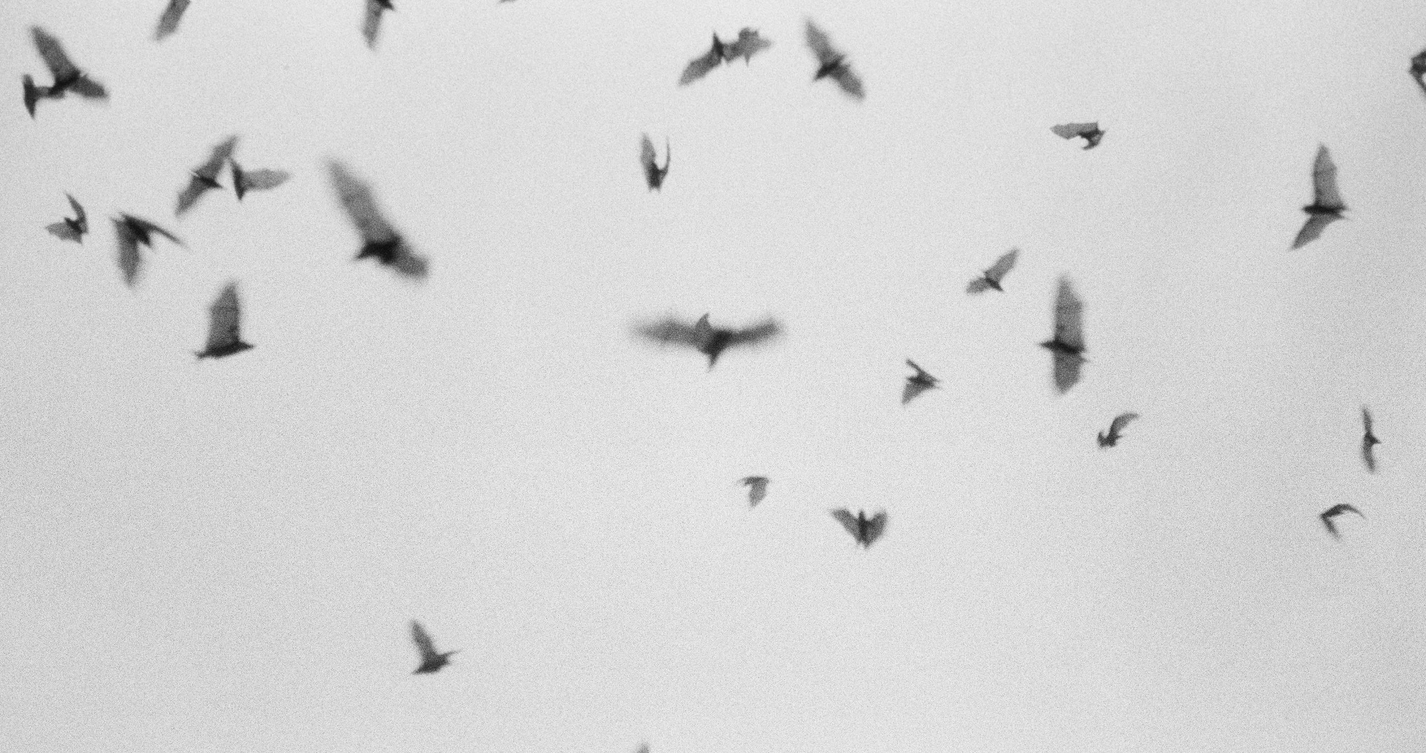 incredible bat facts