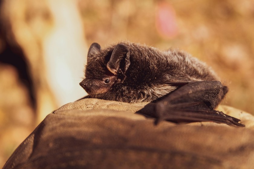 incredible bat facts