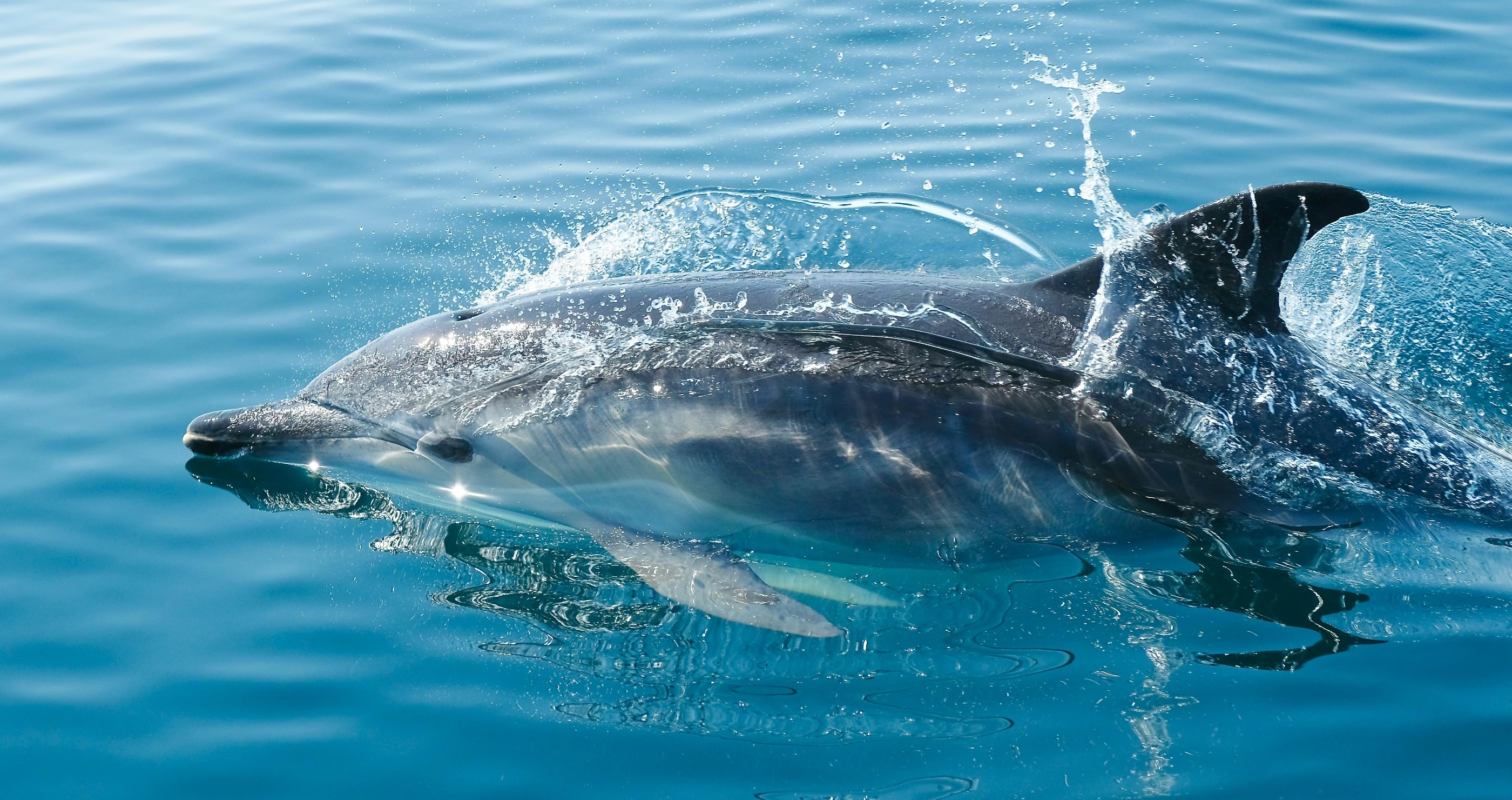 incredible dolphin facts