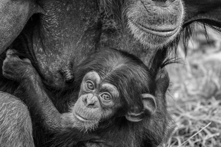 mother and baby chimpanzee