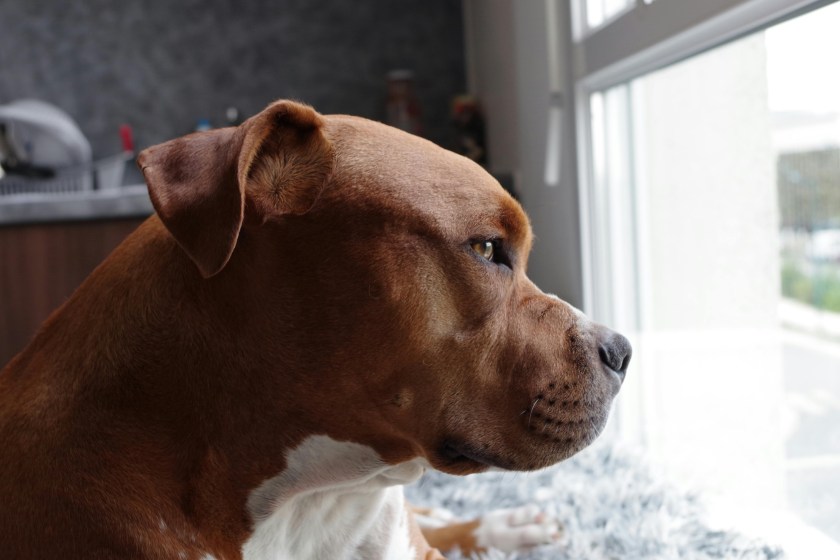 pitbull
