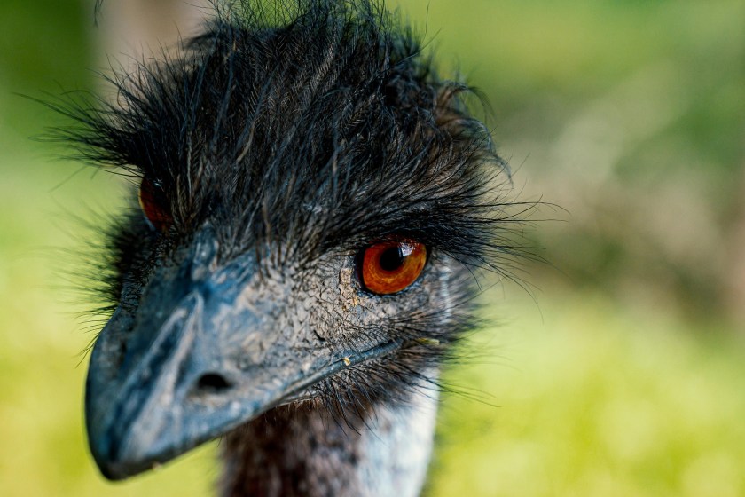 scientists want to bring back the giant moa bird from extinction