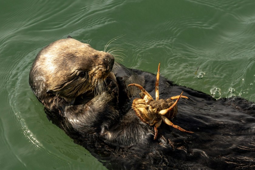 sea otter eating a crab