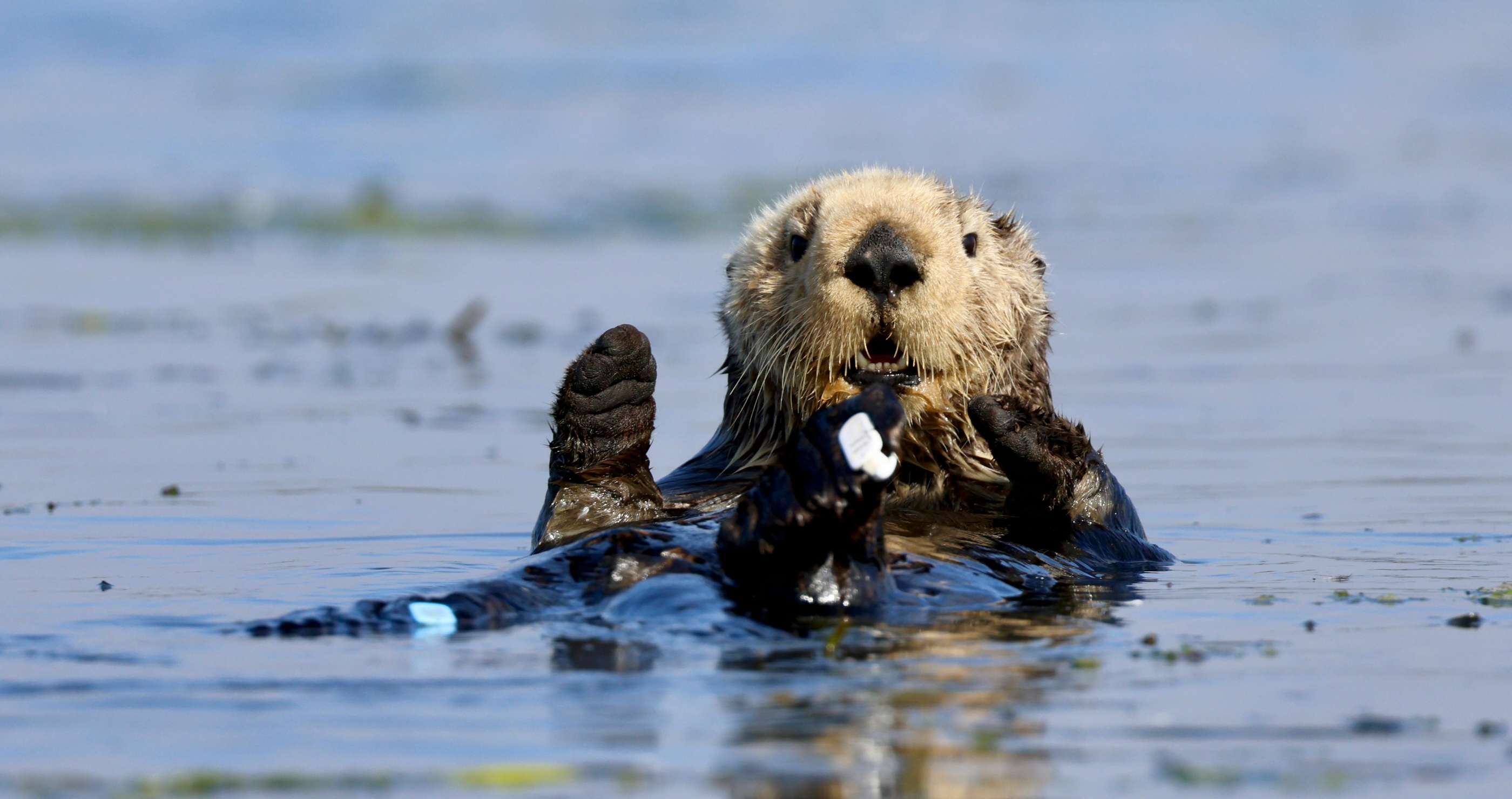 sea otter waving
