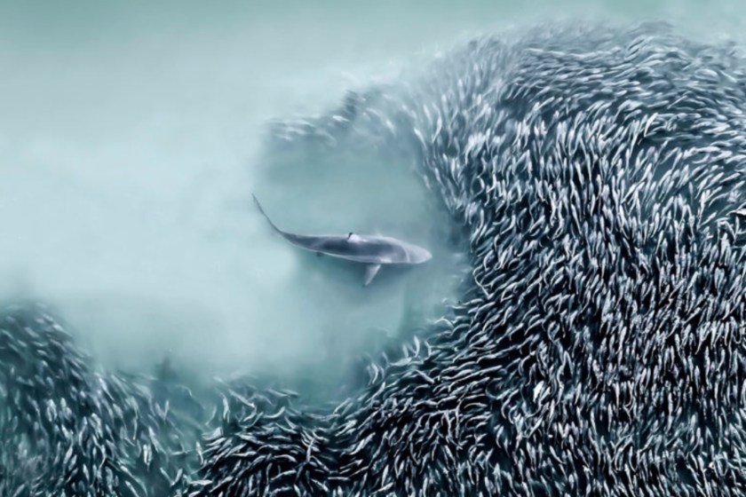 shark going after fish