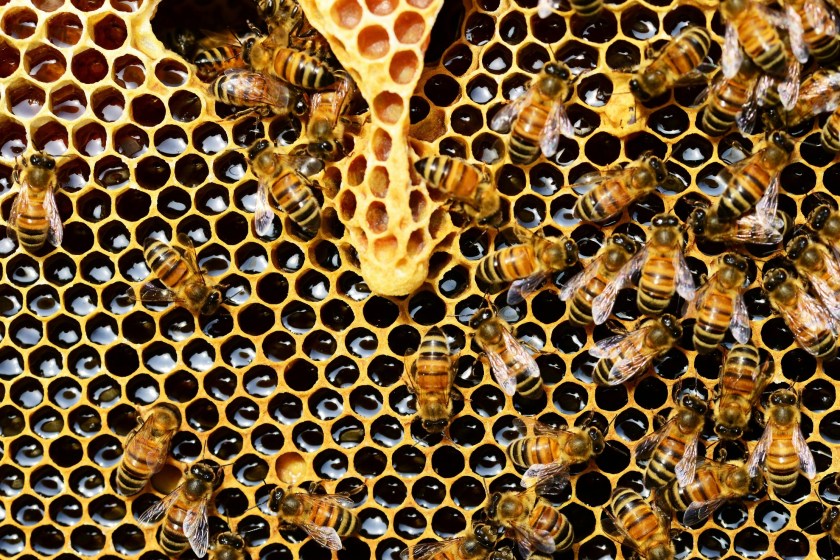 the importance of the honeybee